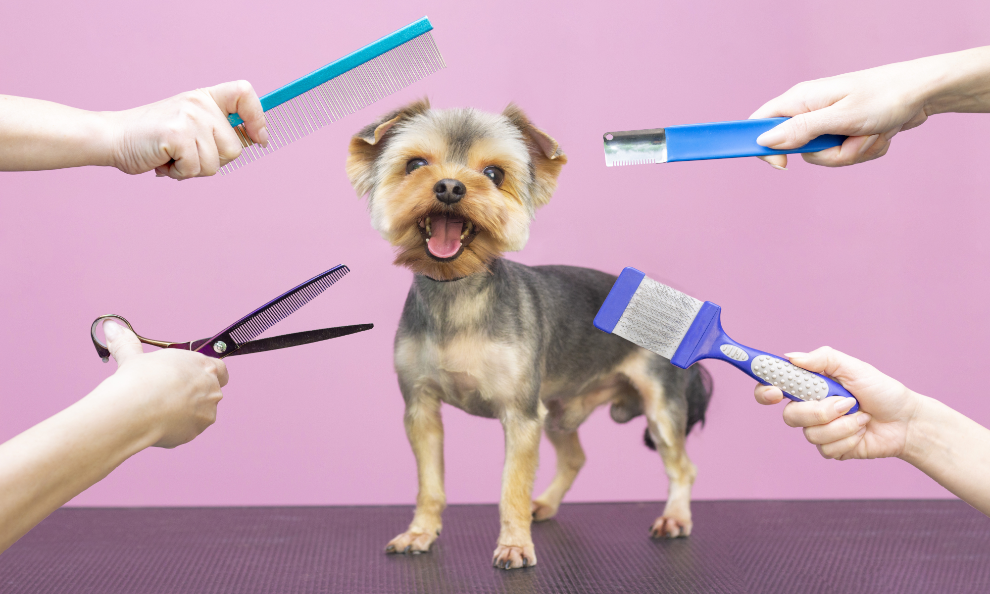 Glynneath Grooming Groomers Bark Avenue