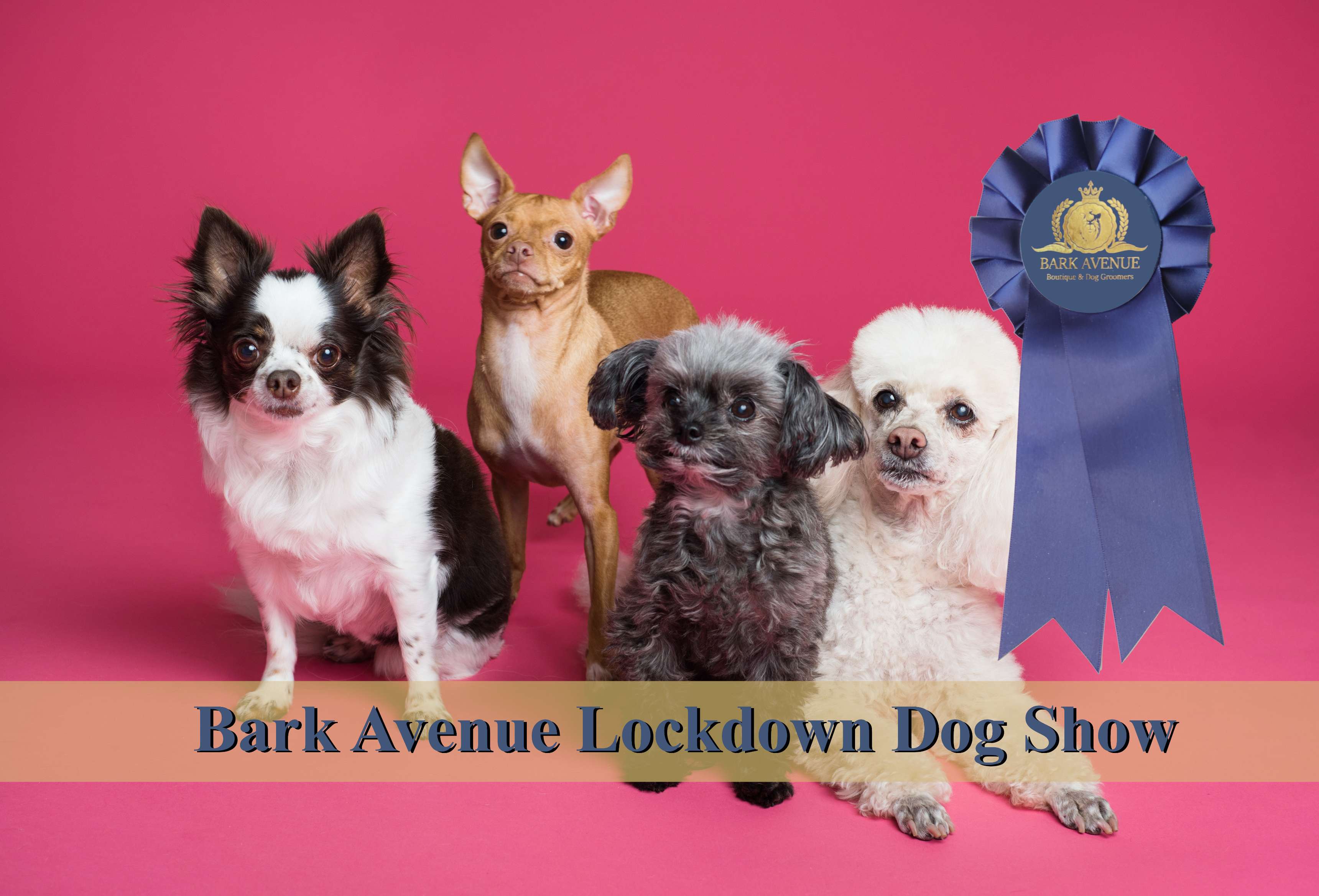 Lockdown Dog Show