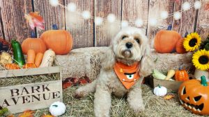 Bark Avenue Pamper Puparazzi Halloween 2021